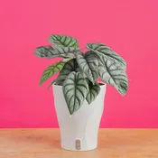 Alocasia Silver Dragon | medium