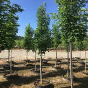 Acer Rubrum Armstrong Gold™ (PP25301)