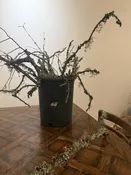 Lichen branch bundle — Western Hills Garden