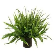 10″ Kimberly Fern