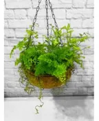 ASSORTED FERNS HANGING PLANTER