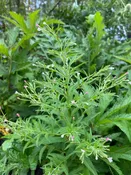 Northern Willow herb