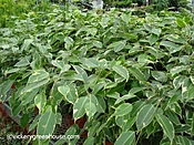 Ficus Spearmint