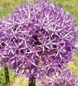 Alliums – Globemaster