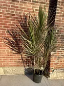 12" dracaena colorama — the plant gays