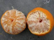 Dancy Mandarin Tree