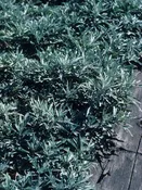 Artemisia ludoviciana  (White Sage/ Prairie Sage/ Smudging Sage/Lousiana Wormwood/ Estafiate)