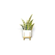 Sansevieria Pin — Synthesis