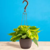 Brasil Philodendron | medium