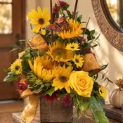 Autumn Sunshine