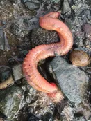Spaghetti Worms (Amphitrite) | Live Marine Polychaetes 6 Pack | Gulf Of Maine, Inc.