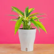 Epipremnum amplissimum Variegated | medium