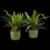 Double Bird’s Nest Fern
