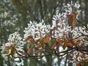 Apple Serviceberry