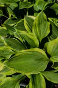 Hosta 'Golden Tiara'