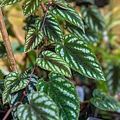 Cissus discolor 'Rex Begonia Vine'