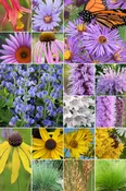 64 Plant Songbird Garden