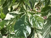 Aesculus turbinata 'Marble Chip' Variegated Japanese Horse Chestnut