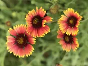 1-gallon (6″ container) Wildflower
