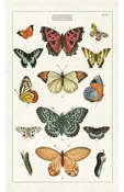 Butterflies Tea Towel from Cavallini