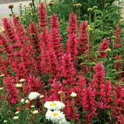Agastache ‘Raspberry Summer’