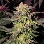 Blue Moonrocks Feminized Seeds - Kind Seed Co