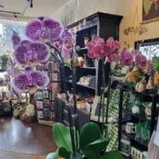 Beautiful Potted Orchid