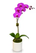 MODERN ORCHID