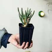 Aloe ramosissima