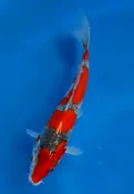 16cm Japanese Imported Goshiki - QT7-101