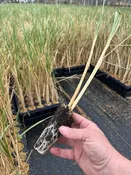 Ammophila breviligulata- American Beach Grass