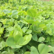 Aberlasting® Clover