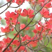 Cherokee Chief® Flowering Dogwood