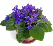 African Violet