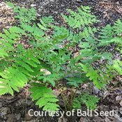 Fern [Regal Red Paint] Athyrium'RegalRed