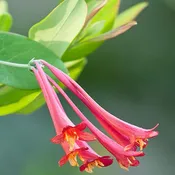 Lonicera sempervirens<br>Trumpet Honeysuckle