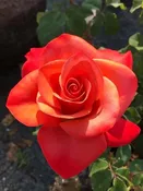 Ring of Fire — K and M Nursery