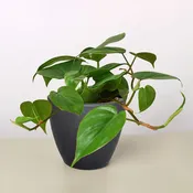Heartleaf Philodendron (Philodendron hederaceum)