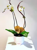 1 Double Orchid