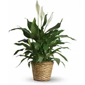 Simply Elegant Spathiphyllum