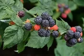 BRISTOL BLACK RASPBERRY