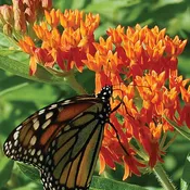Butterfly Weed