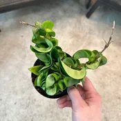 4" Plant - Hoya carnosa 'Compacta'