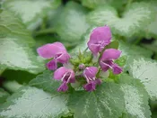 Lamium, Beacon Silver Plug Flat