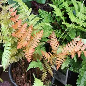 Autumn Fern
