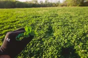 Hunt Master® (Perennial) Chicory and Clover