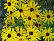 Black-eyed Susan, Sweet