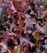 Lettuce Leaf – Salad Bowl – Red
