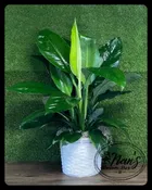 10" SPATHIPHYLLUM 'SENSATION'