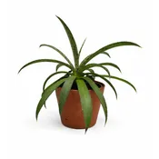 Agave Spot